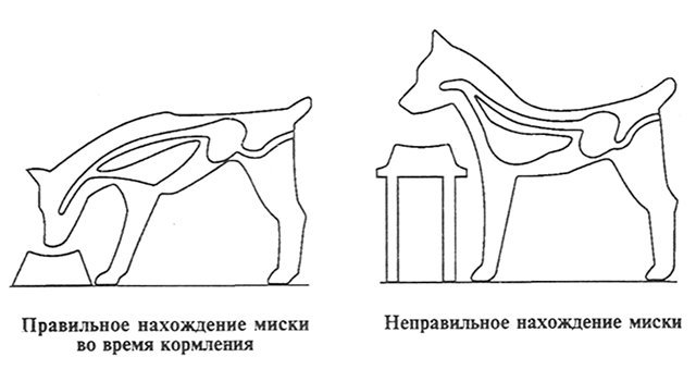Подставка для кормления собаки своими руками Подставка для кормления собаки своими руками